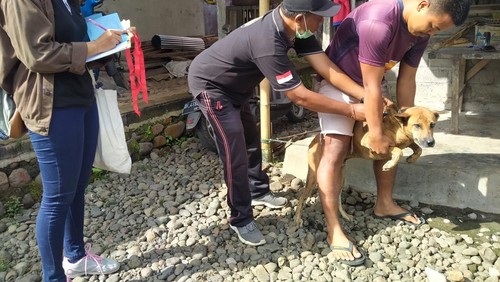 Pelaksanaan vaksinasi anjing di Desa Tukadaya, Jumat (8/4/2022).