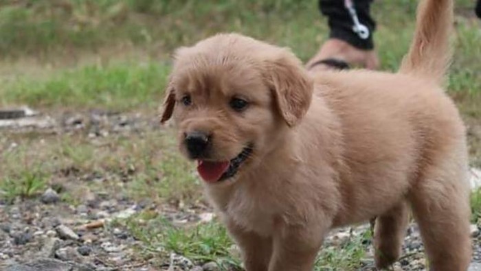 Anjing golden retriever di Kota Manado hilang sehingga pemiliknya membuat sayembara berhadiah Rp 5 juta (Dok. Istimewa).