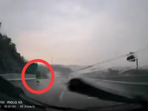 Begini Saran Pecinta Satwa Jika Temukan Anjing Kesasar Masuk Tol