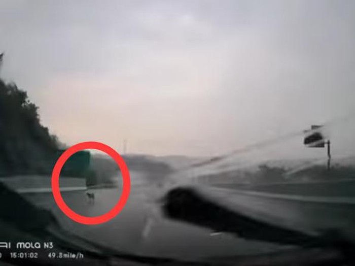 Viral Video Anjing Masuk Tol Bawen, Begini Kata PT TMJ-DMFI