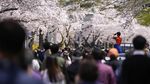 Indahnya... Menikmati Bunga Sakura Bermekaran di Korsel