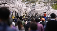Warga meluapkan kegembiraan untuk sekedar menikmati keindahan bunga sakura usai pandemi.