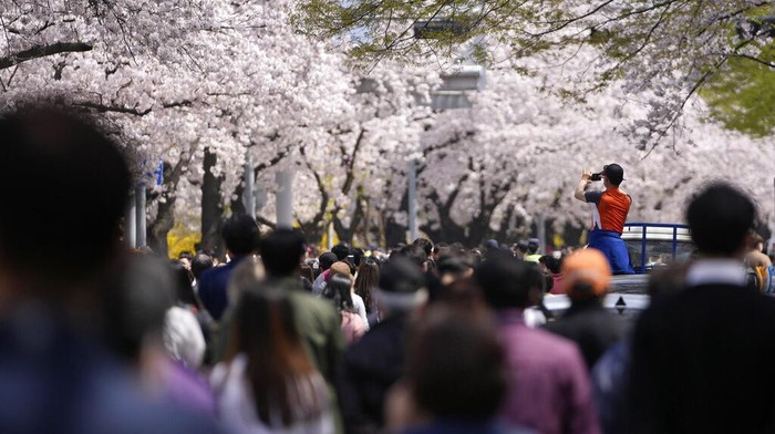 APTOPIX Virus Outbreak South Korea Daily Life Visitors wearing face masks to help curb the spread of the coronavirus walk under a canopy of cherry blossoms in full bloom in Seoul, South Korea, Sunday, April 10, 2022. (AP Photo/Lee Jin-man)