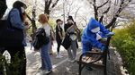 Indahnya... Menikmati Bunga Sakura Bermekaran di Korsel