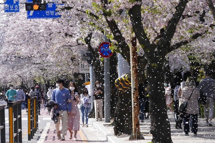 Visitors wearing face masks to help curb the spread of the coronavirus walk under a canopy of cherry blossoms in full bloom in Seoul, South Korea, Sunday, April 10, 2022. (AP Photo/Lee Jin-man)