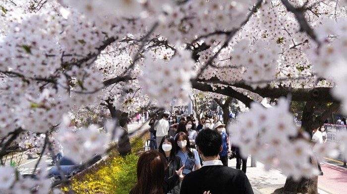 APTOPIX Virus Outbreak South Korea Daily Life Visitors wearing face masks to help curb the spread of the coronavirus walk under a canopy of cherry blossoms in full bloom in Seoul, South Korea, Sunday, April 10, 2022. (AP Photo/Lee Jin-man)