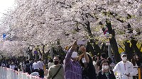 Begini suasana bunga sakura yang berkemaran di Seoul, Korea Selatan.