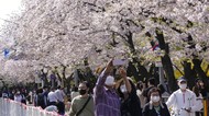 Indahnya... Menikmati Bunga Sakura Bermekaran di Korsel