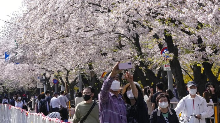 APTOPIX Virus Outbreak South Korea Daily Life Visitors wearing face masks to help curb the spread of the coronavirus walk under a canopy of cherry blossoms in full bloom in Seoul, South Korea, Sunday, April 10, 2022. (AP Photo/Lee Jin-man)
