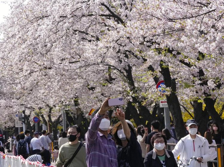 Indahnya... Menikmati Bunga Sakura Bermekaran di Korsel