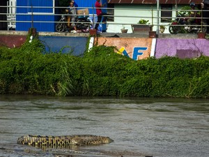 Buaya Muncul di Sungai Kuranji, BKSDA Sumbar Cek Lokasi