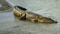 Seekor buaya liar berjemur di gundukan pasir di Sungai Palu, Palu, Sulawesi Tengah, Senin (11/4/2022).