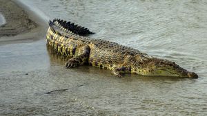 Potongan Tubuh Remaja Diduga Diterkam Buaya di Kepri Akan Diautopsi