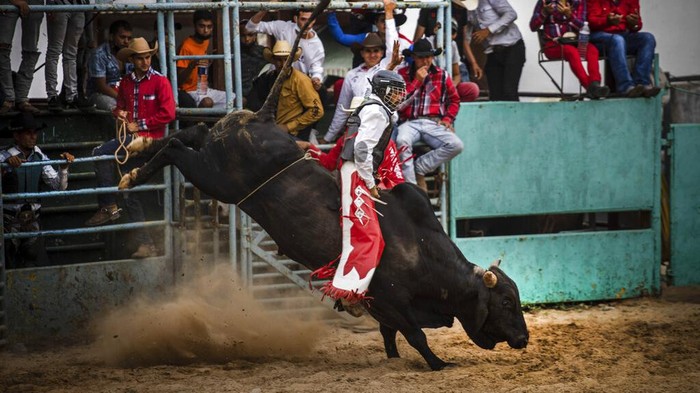 A cowboy wearing a mask as a precaution amid the spread of COVID-19 looks at other comrades during the competition at the Boyeros Cattlemen's fair rodeo during the International Agricultural Fair Fiagrop 2022 in Havana, Cuba, Friday, April 8, 2022. The rodeo in Cuba is a tradition over two centuries old. (AP Photo/Ramon Espinosa)