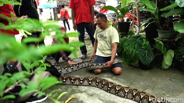 Hafik dengan ularnya