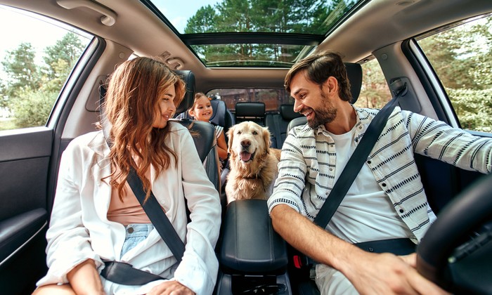 ilustrasi anjing ikut traveling