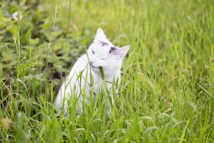 white cat with some darker spots eating grass in garden