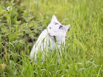 Kenapa Kucing Makan Rumput? Ini 5 Alasannya Menurut Studi