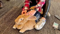 Selain Alex si kelinci gembul, ada juga hewan lainnya seperti anjing dan babi. Mereka semua sudah memiliki sertifikat Animal Assisted Therapy (AAT) SPCA San Francisco. (SFO Wag Brigade)