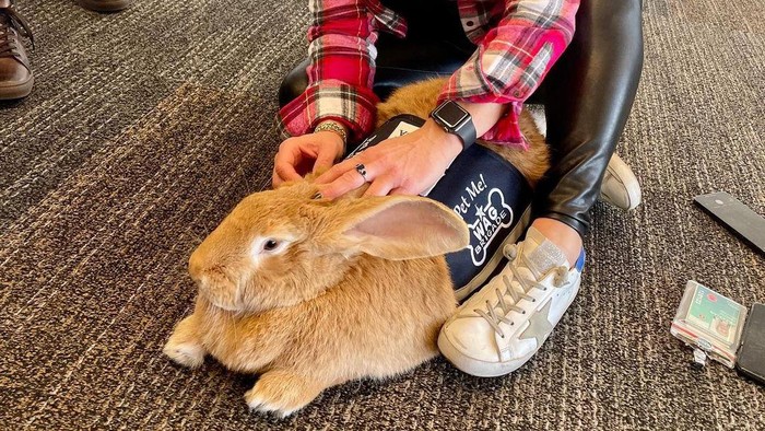 Kelinci Alex Ini Alex, Kelinci Gembul yang Jadi Karyawan Baru di Bandara San Francisco