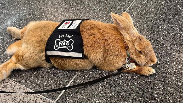 Ini Alex, Kelinci Gembul yang Jadi Karyawan Baru di Bandara San Francisco