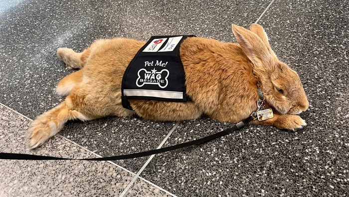 Ini Alex, Kelinci Gembul yang Jadi Karyawan Baru di Bandara San Francisco