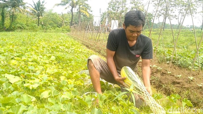 Petani palawija mengubah tanaman ke timun suri atau barteh jelang Ramadan, di Desa Silirejo, Kecamatan Tirto, Kabupaten Pekalongan, Senin (11/4/2022).