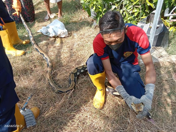 Petugas evakuasi ular di Lamongan.