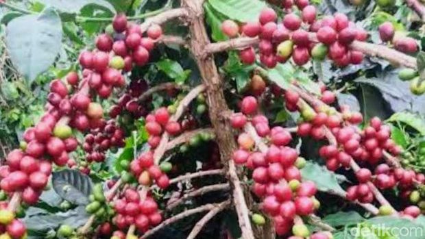 Sejarah Kopi Bondowoso begitu panjang dimulai dari tanam paksa hingga Kopi Arabika Bondowoso menuai reputasi.