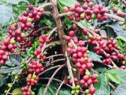 Sejarah Kopi Bondowoso begitu panjang dimulai dari tanam paksa hingga Kopi Arabika Bondowoso menuai reputasi.