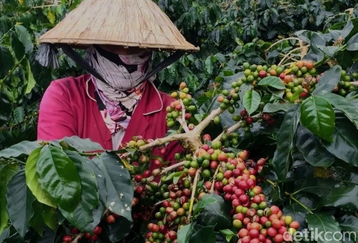Sejarah Kopi Bondowoso begitu panjang dimulai dari tanam paksa hingga Kopi Arabika Bondowoso menuai reputasi.