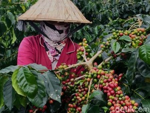 Belanda Impor Buruh Perkebunan Kopi Bondowoso dari Pulau Madura, Kenapa?