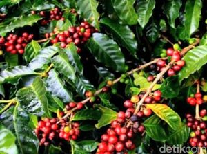 Mengenal Kopi Ijen yang Punya Cita Rasa Kacang-kacangan dan Cokelat