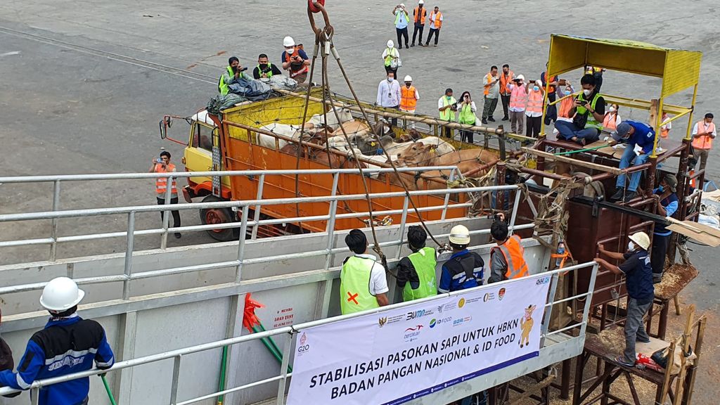 650 ekor sapi asal Australia yang Impor oleh PT Berdikari (Persero) tiba di Pelabuhan Tj Priok. (dok: Bapanas)