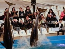 Sisi Gelap Dunia Sirkus: di Balik Tawa, Ada Air Mata