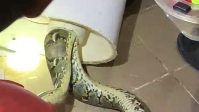 Evakuasi ular dari dalam kloset rumah warga (dok. Istimewa)