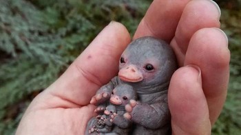 Seperti matryoshka. Foto: Reddit/PhotoshopBattles