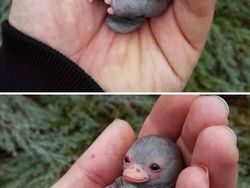 Foto Hasil Editan Jagoan Photoshop Ini Bikin Ngakak Parah