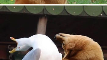 Kompak dengan burung. Foto: Reddit/PhotoshopBattles