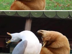 Foto Hasil Editan Jagoan Photoshop Ini Bikin Ngakak Parah