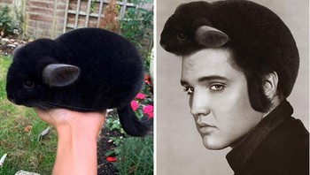 Rambut kelinci. Foto: Reddit/PhotoshopBattles