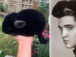 Foto Hasil Editan Jagoan Photoshop Ini Bikin Ngakak Parah