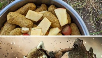 Jadi Roket Rakun. Foto: Reddit/PhotoshopBattles