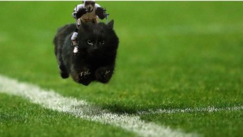 Kucing Star Wars. Foto: Reddit/PhotoshopBattles