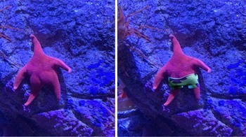 Patrick. Foto: Reddit/PhotoshopBattles