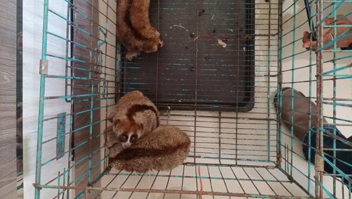 Kukang yang diamankan di Agam Sumbar