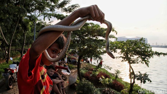 Ngabuburit di Danau Cincin Jakarta Danau Cincin Jakarta Utara menjadi spot baru untuk ngabuburit. Di sana warga bisa menikmatk suasana matahari tenggelam dengan latar belakang Jakarta International Stadium.