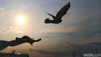 Seorang warga melepas merpati saat menunggu waktu berbuka puasa.