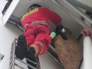 Damkar Kuningan Musnahkan Sarang Tawon Vespa di Atap Gedung Pemkab