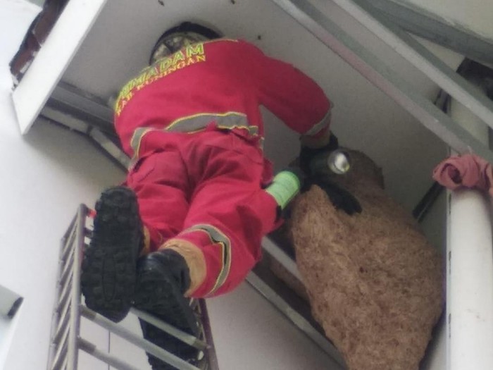 Petugas sedang mengevakuasi sarang tawon vespa di Kantor Pemkab Kuningan.